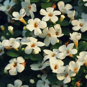 Bacopa Monnieri flowers – Pineal Guardian ingredient