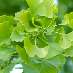 Ginkgo Biloba leaves – Pineal Guardian ingredient