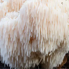 Lion's Mane mushroom – Pineal Guardian ingredient