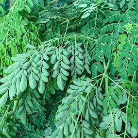 Moringa leaves – Pineal Guardian ingredient