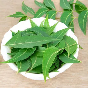 Neem leaves – Pineal Guardian ingredient