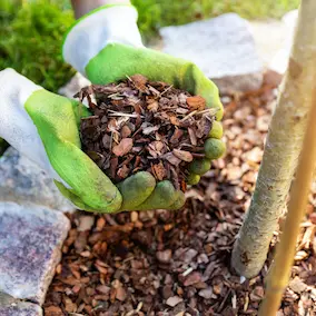 Pine Bark Extract – Pineal Guardian ingredient